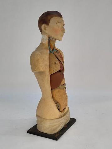 Vintage anatomisch model Louis M. Meus torso anatomie  beschikbaar voor biedingen