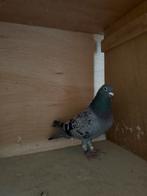 postduiven! 2 mooie duivinnen te koop, Dieren en Toebehoren, Vogels | Duiven, Vrouwelijk, Postduif