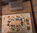 Mierenboerderij - Leuk en educatief!, Januari, Geslacht onbekend