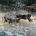 Sternotherus odoratus, Dieren en Toebehoren, Reptielen en Amfibieën, Schildpad