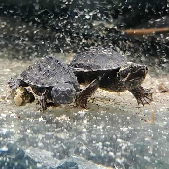 Sternotherus odoratus, Dieren en Toebehoren, Reptielen en Amfibieën, Schildpad