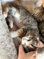 Kittens, Dieren en Toebehoren, Katten en Kittens | Raskatten | Korthaar, Meerdere dieren, Ontwormd, 0 tot 2 jaar