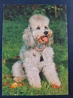 Dieren - Hond, Ophalen of Verzenden, Ongelopen, Hond of Kat