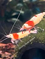 Crystal red (PRL) pure red line garnalen., Kreeft, Krab of Garnaal, Zoetwatervis