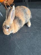 Gratis konijn ophalen, Dieren en Toebehoren, Mannelijk, Middelgroot