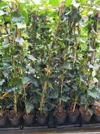 Hedera ( klimop), Ophalen, Overige soorten, 100 tot 250 cm