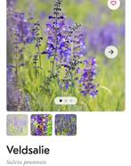 Inheemse veldsalie biologisch gekweekt 2x /70 cm/ blauw, Ophalen, Volle zon, Groenteplanten, Eenjarig