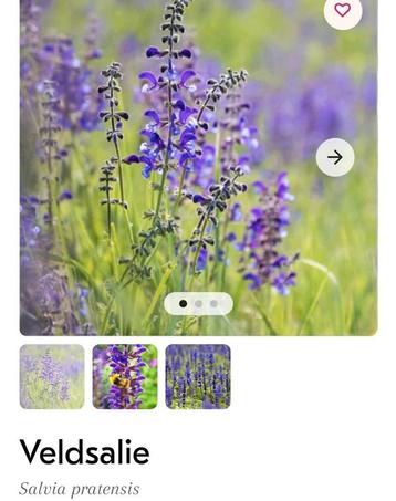 Inheemse veldsalie biologisch gekweekt 2x /70 cm/ blauw beschikbaar voor biedingen