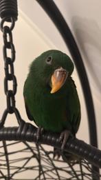 Edelpapegaai, Dieren en Toebehoren, Mannelijk, Papegaai