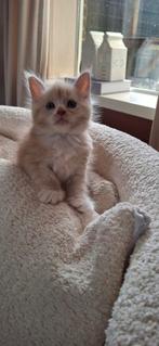 Ras zuivere maine coon kittens, Meerdere dieren, Ontwormd
