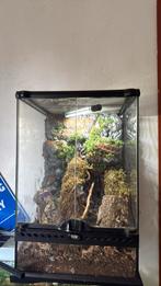 Vogelspin met terrarium, Dieren en Toebehoren, Insecten en Spinnen