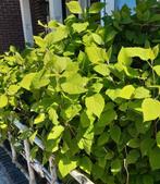 4 grote stekken strong annabelle ongeveer 75 cm, Tuin en Terras, Ophalen, Hortensia