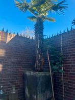 Winterharde palmen, 100 tot 250 cm, Zomer, Palmboom, Ophalen