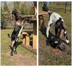 Twee nubische geiten (bokjes) lammeren, Mannelijk, Geit, 0 tot 2 jaar