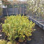 Laurier, Ophalen, Laurier, Haag, Minder dan 100 cm