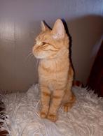 Lieve kitten ( Zeldzaam, Want het is een poesje! ), Dieren en Toebehoren, Poes, 0 tot 2 jaar