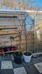 Kersenboom en Zure Kers boom - 5+ jaar oud, Ophalen of Verzenden