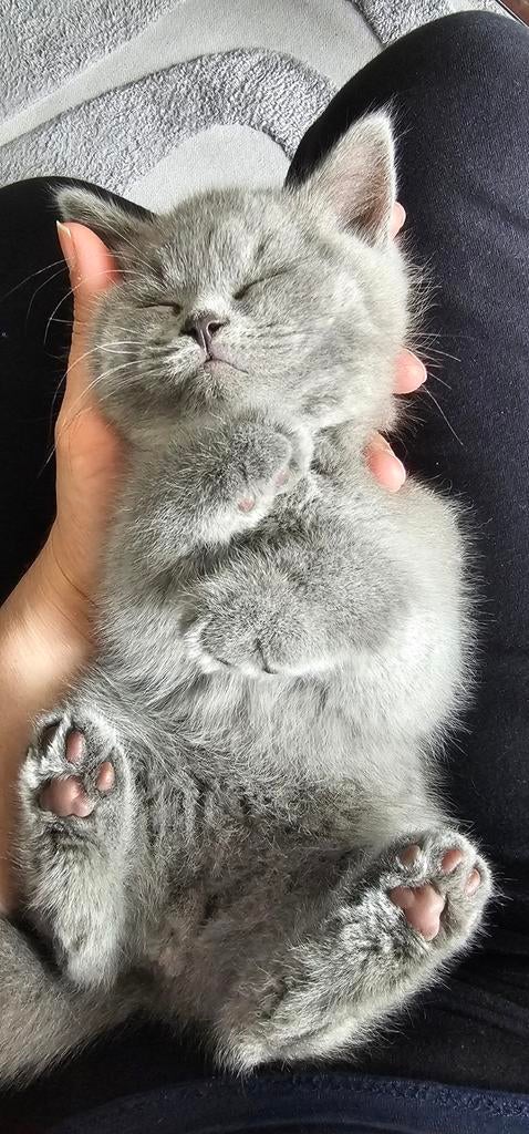 Britse Korthaar 9 weekje, Dieren en Toebehoren, Katten en Kittens | Raskatten | Langhaar, Kater