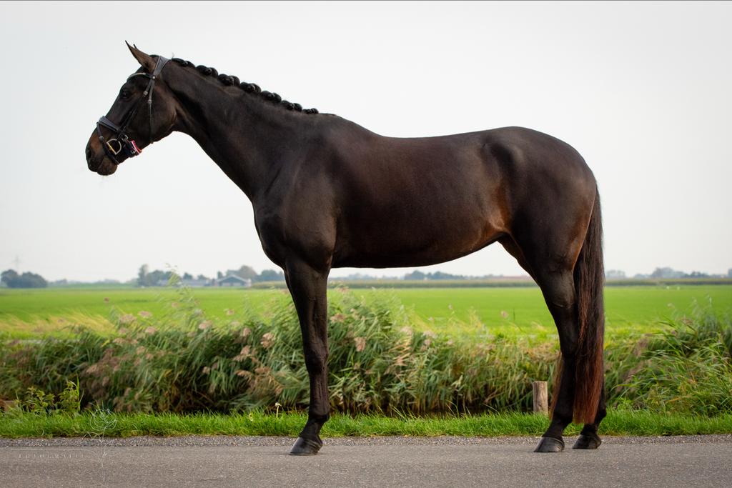 Super mooie & betrouwbare merrie te koop van Fontaine TN, Dieren en Toebehoren, Ophalen of Verzenden, Dressuur