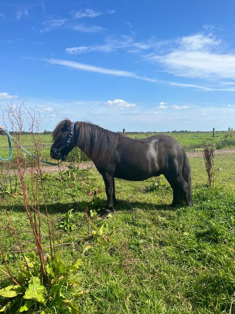 Prachtige shetlander hengst, Dieren en Toebehoren, Gechipt, Niet van toepassing, Hengst, A pony (tot 1.17m)