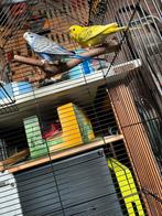 koppel grasparkieten, Meerdere dieren, Parkiet