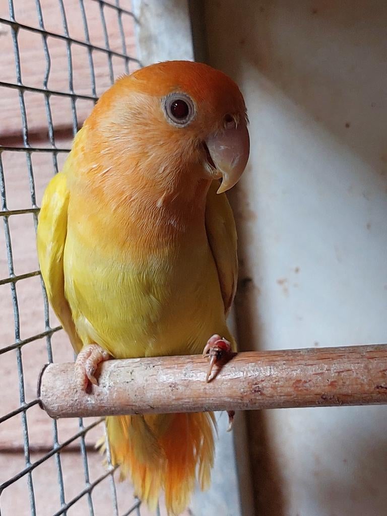 Opaline lutino oranjemasker roseicollis, Geslacht onbekend, Dwergpapegaai of Agapornis, Geringd