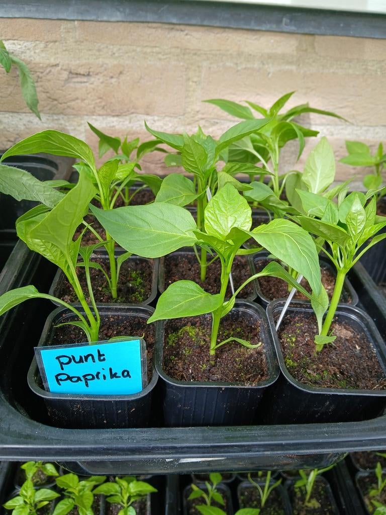 Puntpaprika plantjes, Ophalen, Eenjarig, Groenteplanten, Volle zon
