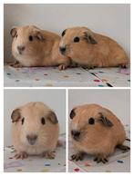 Twee leuke baby cavia's, Februari, Mannelijk, Cavia