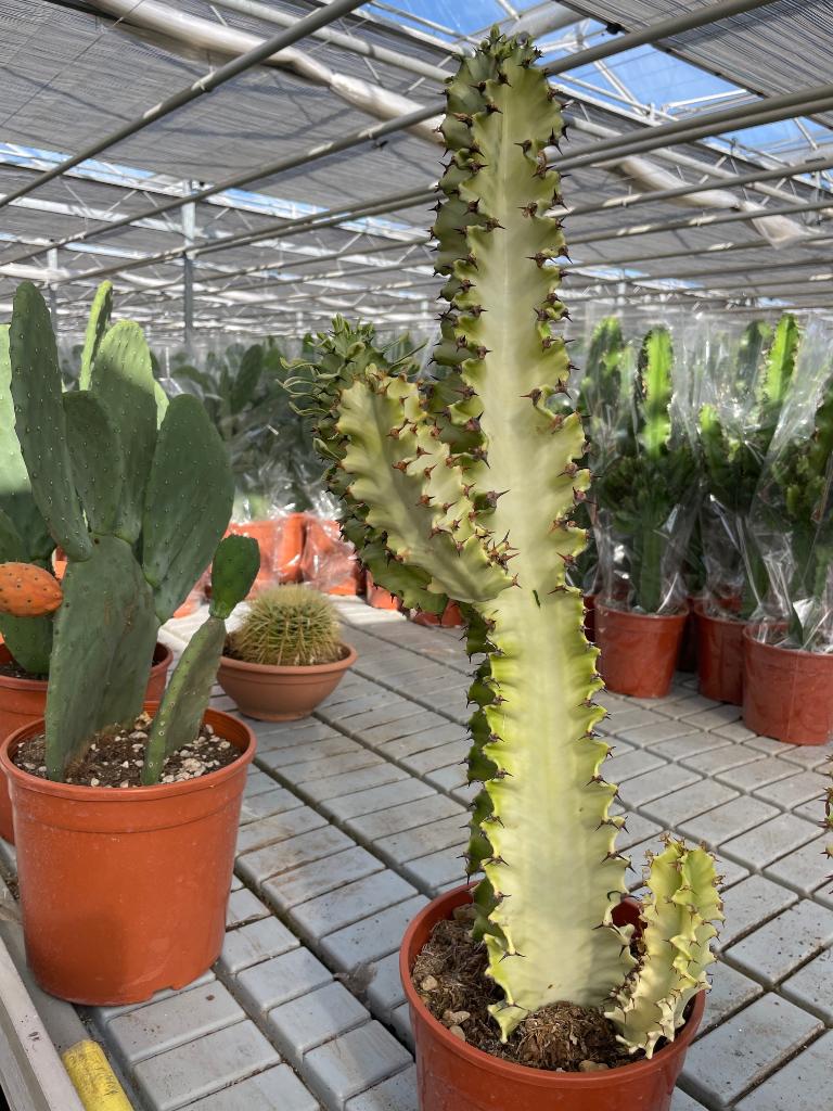 Cactus Euphorbia Ingens Marmorata circa 65-75 cm hoog, Minder dan 100 cm, Groene kamerplant, Halfschaduw, Ophalen of Verzenden