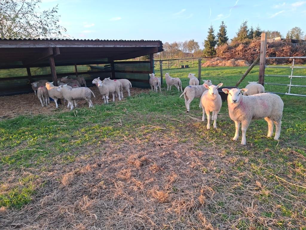 7 ooi lammeren, Vrouwelijk, Schaap