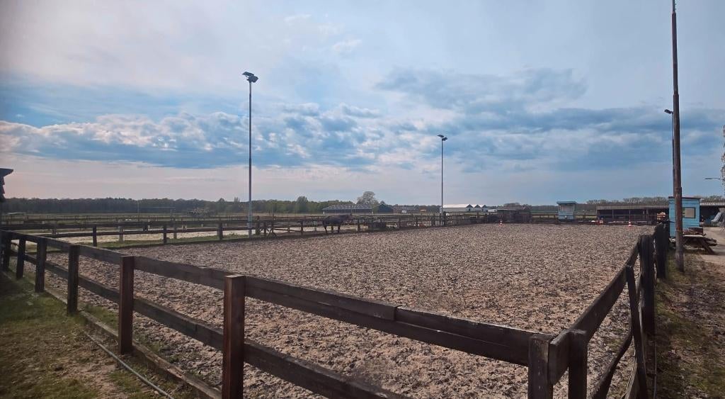 Plek vrij op unieke paddock paradise met 24/7 buiten, Dieren en Toebehoren, Stalling en Weidegang, Weidegang, 4 paarden of pony's of meer