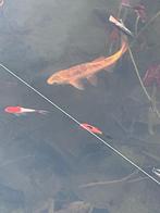 Goudvissen/ goudwindes, Ophalen of Verzenden, Nieuw, Overige typen