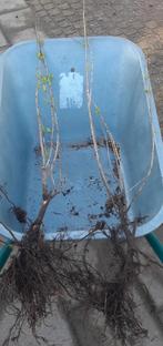 Sambucus nigra 100/125cm en 150cm ( gewone vlier) plantgoed, Ophalen, Overige soorten, Struik, Minder dan 100 cm