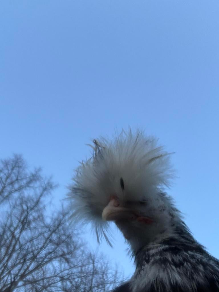 Zijderhoen usa hanen, Mannelijk, Kip