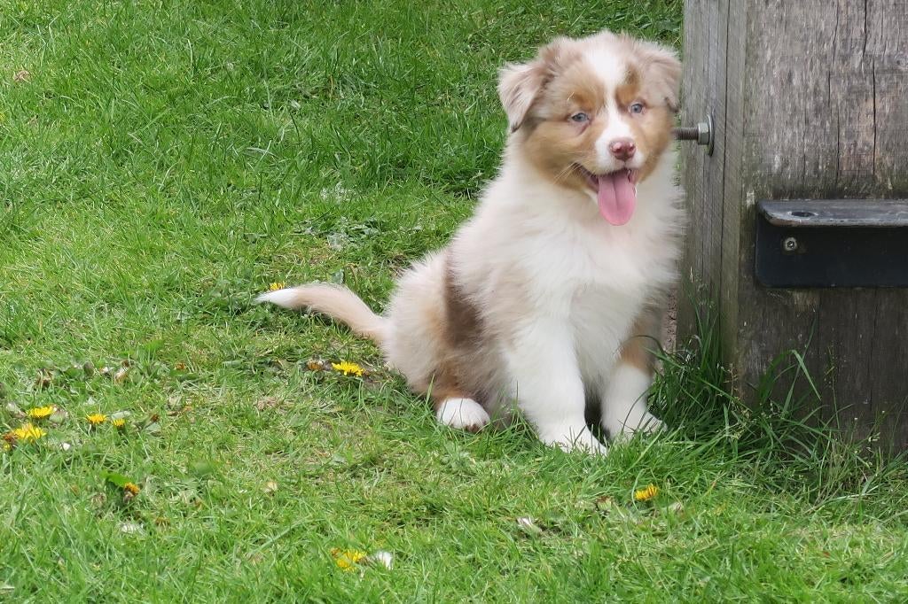 Leuke flinke Australian Shepherd pups, Parvo, Nederland, 8 tot 15 weken, Meerdere