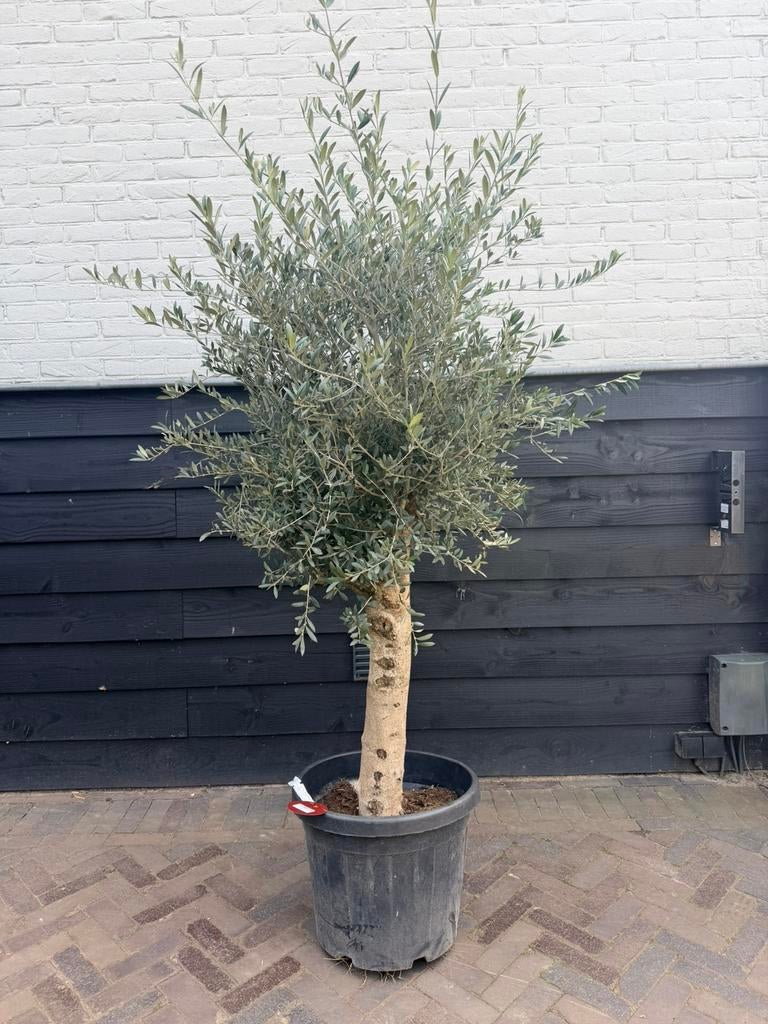 Olijfboom stamomtrek 30/40 cm, Tuin en Terras, Planten | Bomen, Volle zon, Ophalen of Verzenden, 100 tot 250 cm, Olijfboom