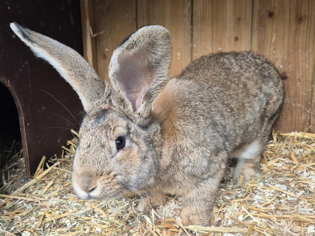 Jonge gecastreerde Vlaamse reus ram, Mannelijk, Groot, 0 tot 2 jaar