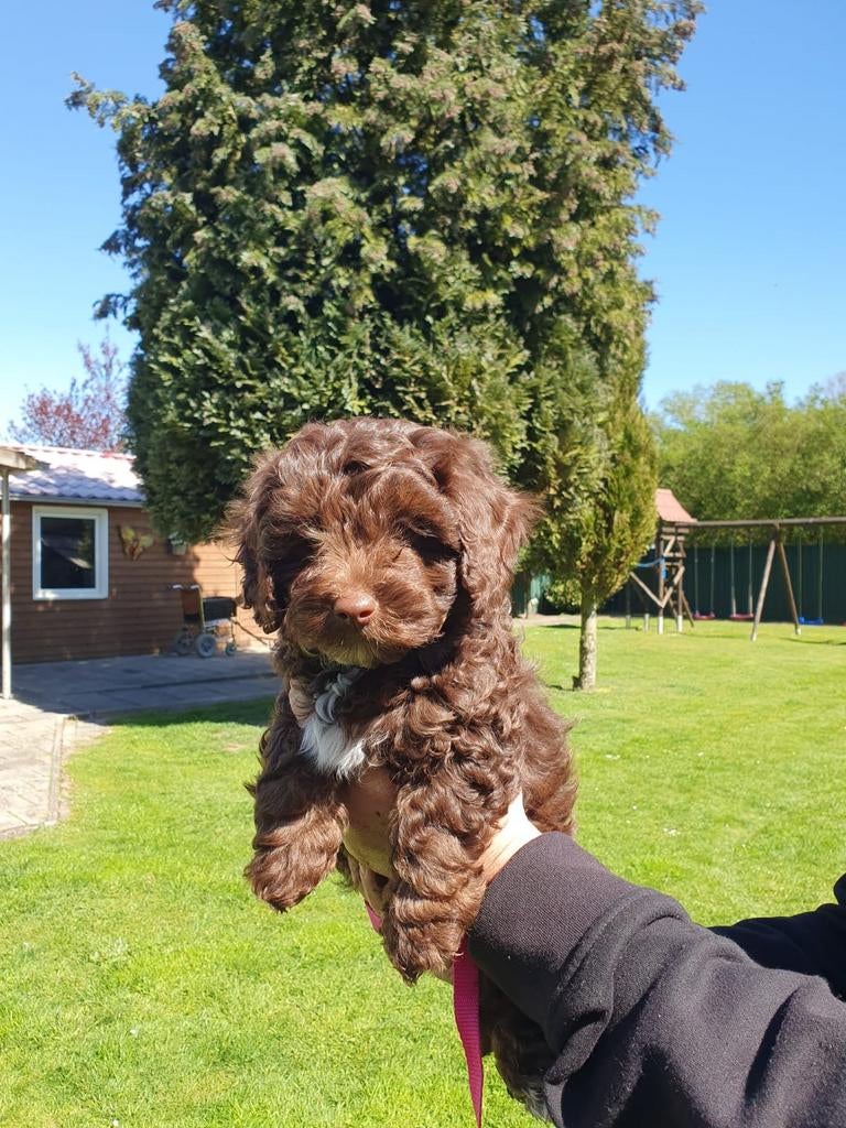 Tekoop aangeboden 2 prachtige Labradoodle pups, Overige rassen, 8 tot 15 weken, Meerdere, Meerdere dieren