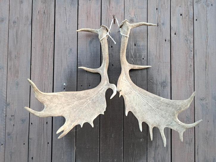 “Damhert gewei groot – wanddecoratie – hertengewei – set”, Verzamelen, Dierenverzamelingen, Nieuw, Gewei of Kop, Hert, Ophalen of Verzenden