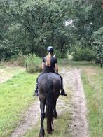 Lease/verzorg paard gezocht, Ophalen