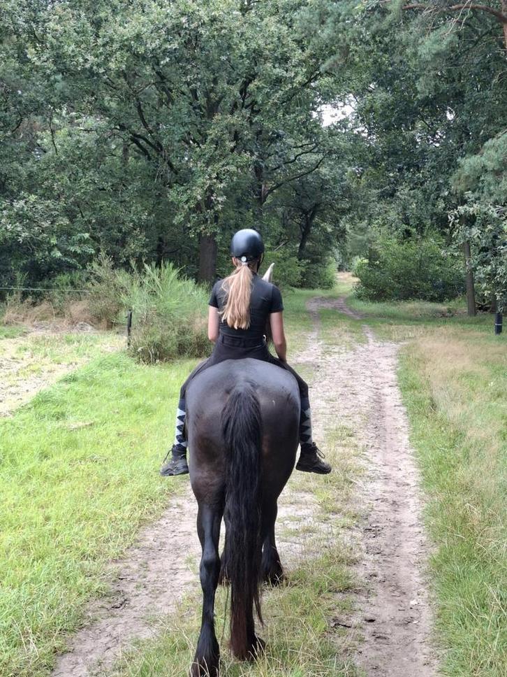 Lease/verzorg paard gezocht, Dieren en Toebehoren, Paarden en Pony's | Overige Paardenspullen, Ophalen