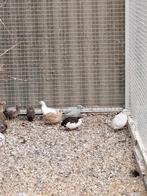 Chinese kwartels hennen (€12,50) en hanen (2,50), Meerdere dieren, Overige soorten