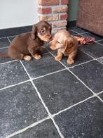 Langharige dwergteckel pups blond en choco, Dieren en Toebehoren, Parvo, 8 tot 15 weken, Dwerg, Langhaar