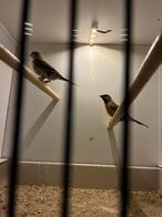 Spitsstaart amadine, Ophalen of Verzenden, Zo goed als nieuw, Kooi-accessoires