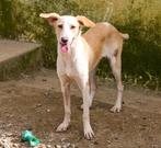 Waar mag deze leukepup daisy komen wonen?, Dieren en Toebehoren, Particulier, 15 weken tot 1 jaar, Buitenland, Teef