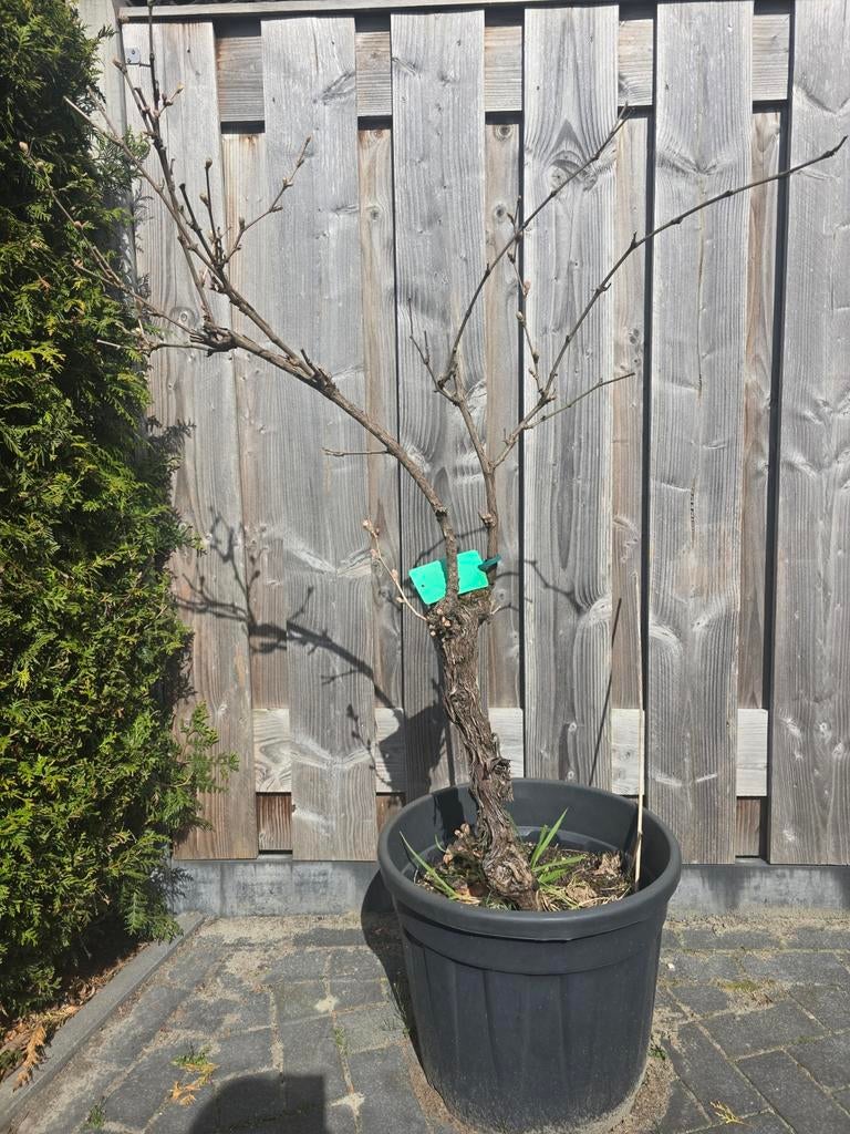 Riesling rode druif in pot, Ophalen, In pot, Overige soorten, Lente