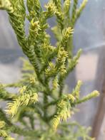 Cryptomeria japonica 'Kyara Gold' (conifeer), Ophalen, Conifeer, Struik, 100 tot 250 cm