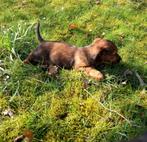 Jack Russel pups kruising, Dieren en Toebehoren, Parvo, Jack Russell Terriër, 8 tot 15 weken, Meerdere