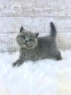 Prachtige raszuivere Britse Korthaar kittens beschikbaar, Meerdere dieren, Ontwormd, 0 tot 2 jaar