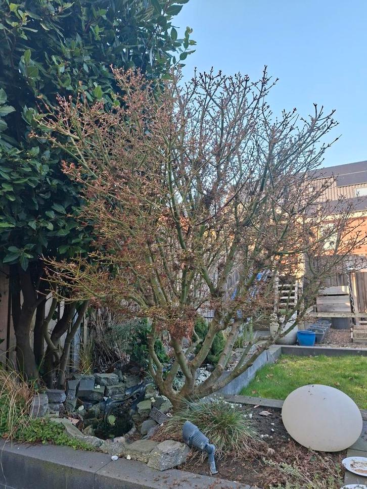 Rode Japanse Esdoorn - Prachtige Acer Palmatum, Tuin en Terras, Planten | Bomen, Overige soorten, 100 tot 250 cm, Halfschaduw